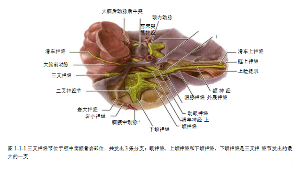 睫状冠图片