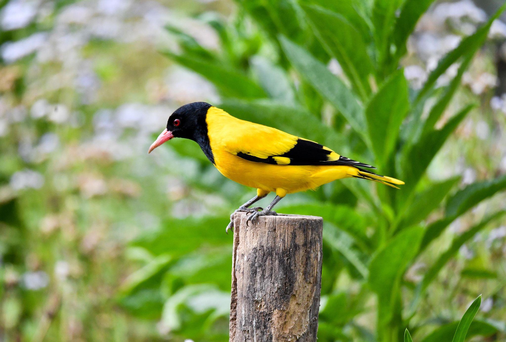两个黄鹂鸣翠柳猜成语_两个黄鹂鸣翠柳画画(2)