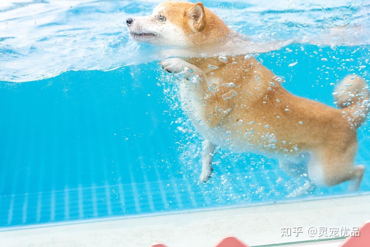柴犬的游泳攻略