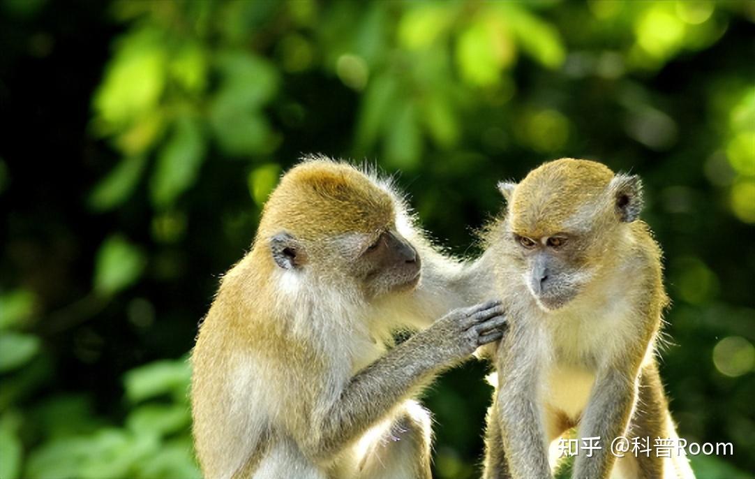 人与猴有生殖隔离,人类却造出人猴“杂交”胚胎,这是怎么回事? - 知乎