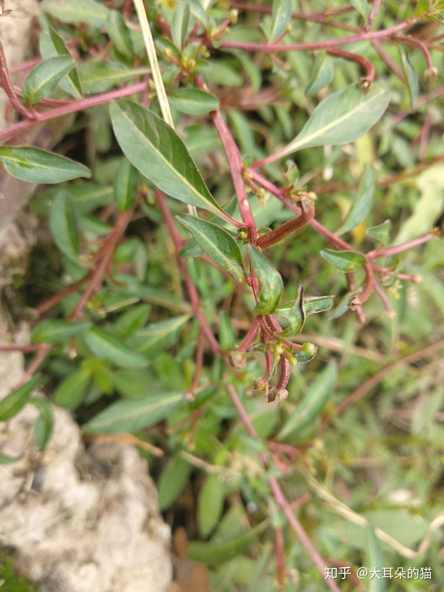 假柳叶菜像枯枝一样的果实