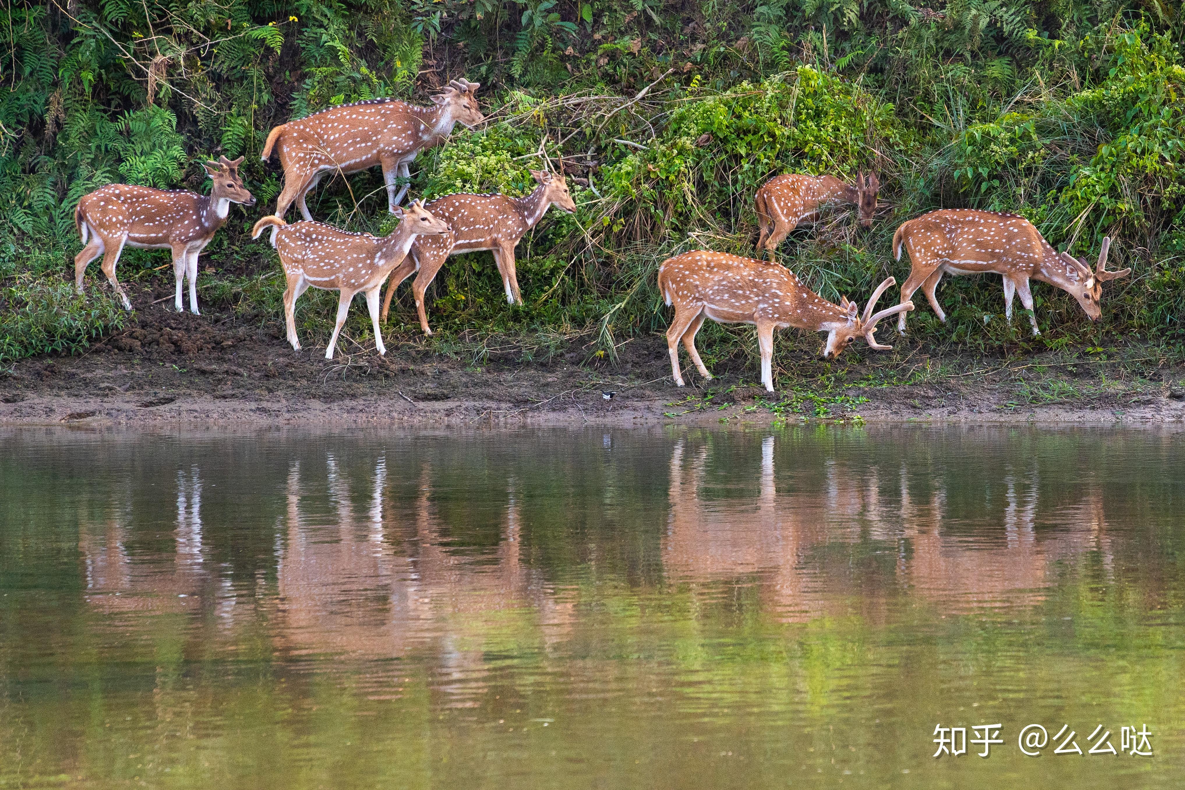 喝水的小鹿发现有人在拍它,喝起水来都非常优雅呢"争芳斗艳"的雄孔雀