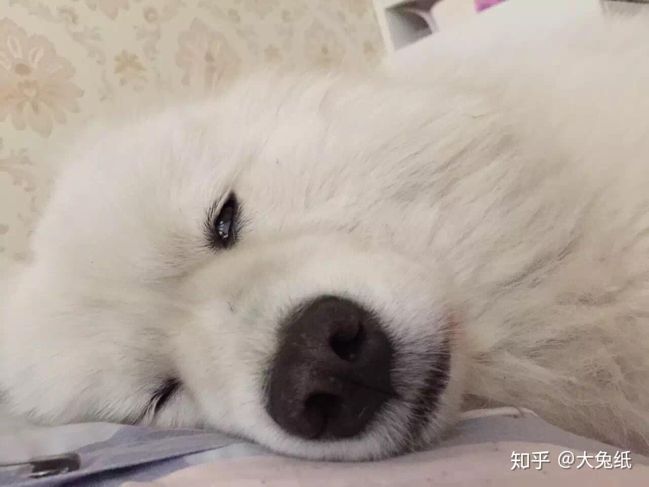 Sleepy Pup - Domestic Animals Wallpaper (2973993) - Fanpop