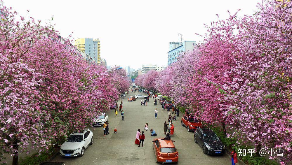 龙城紫荆花图片图片