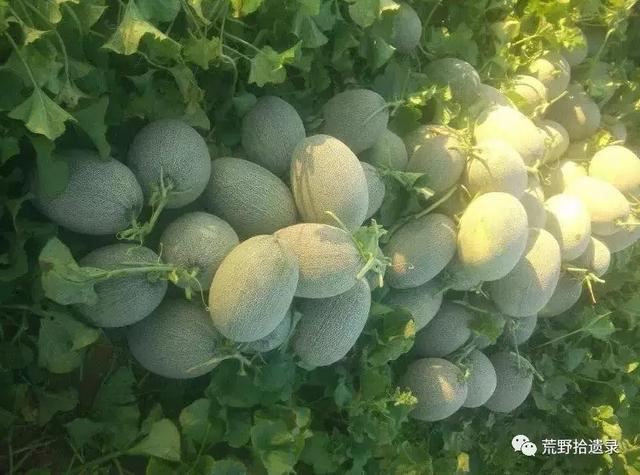 甜瓜分类及新疆甜瓜（哈密瓜）品种概述 - 知乎