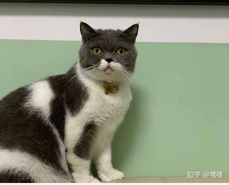 猫卵磷脂的作用你知道吗- 知乎