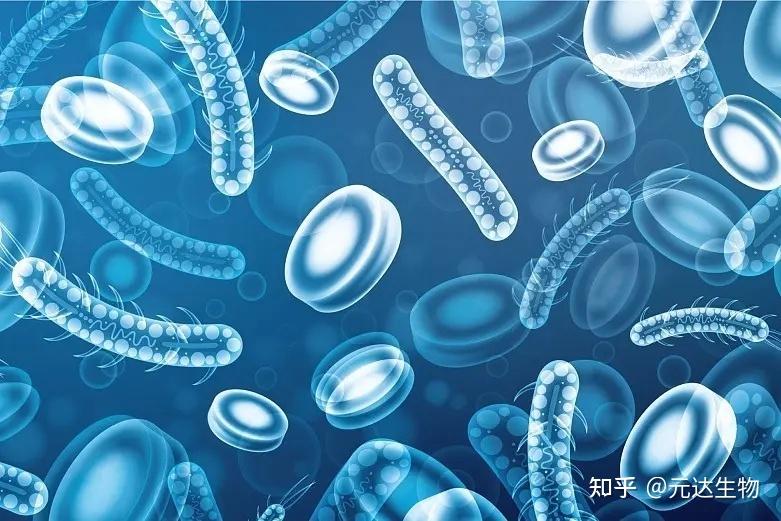 元达生物 详解后生元作用机制 - 知乎