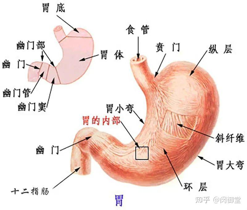 胃部构造图清晰图图片