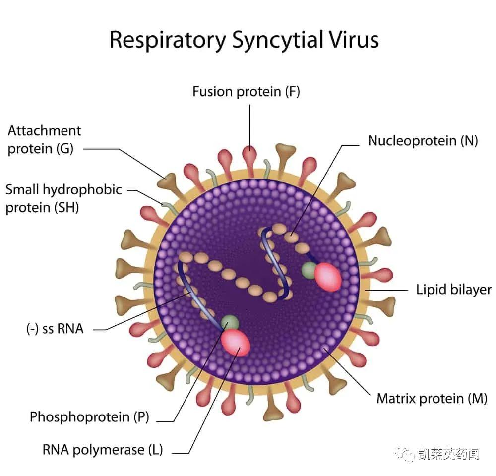 RSV Beyfortus RSV rsv-beyfortus-rsv