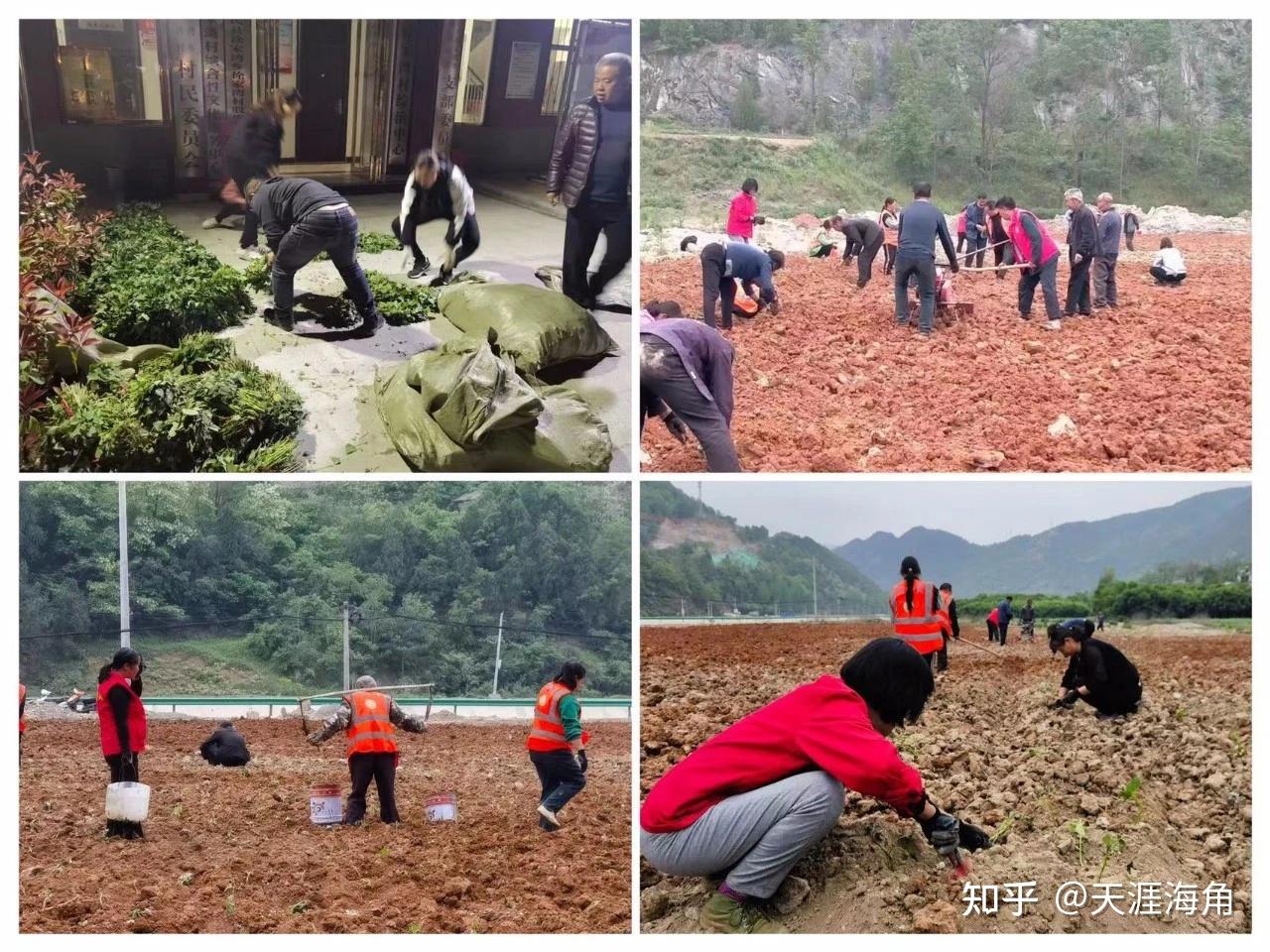 致富经红薯种植人(致富经种植亩收入过万)