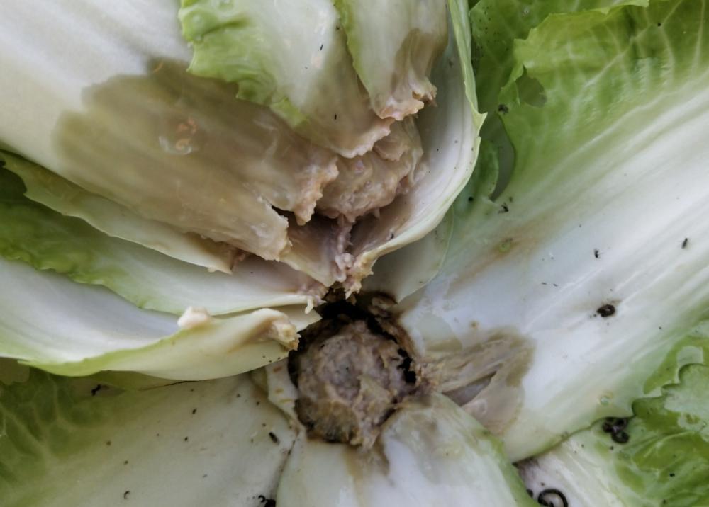 大白菜软腐病多在白菜包心期发病严重.