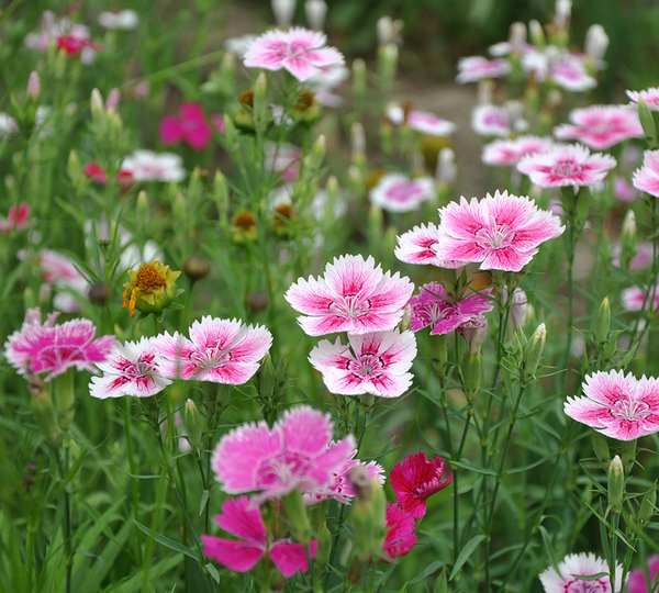 南方北方庭院做何植物选择 让你的庭院四季皆有景 知乎