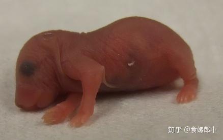 小鼠胚胎发育阶段图示