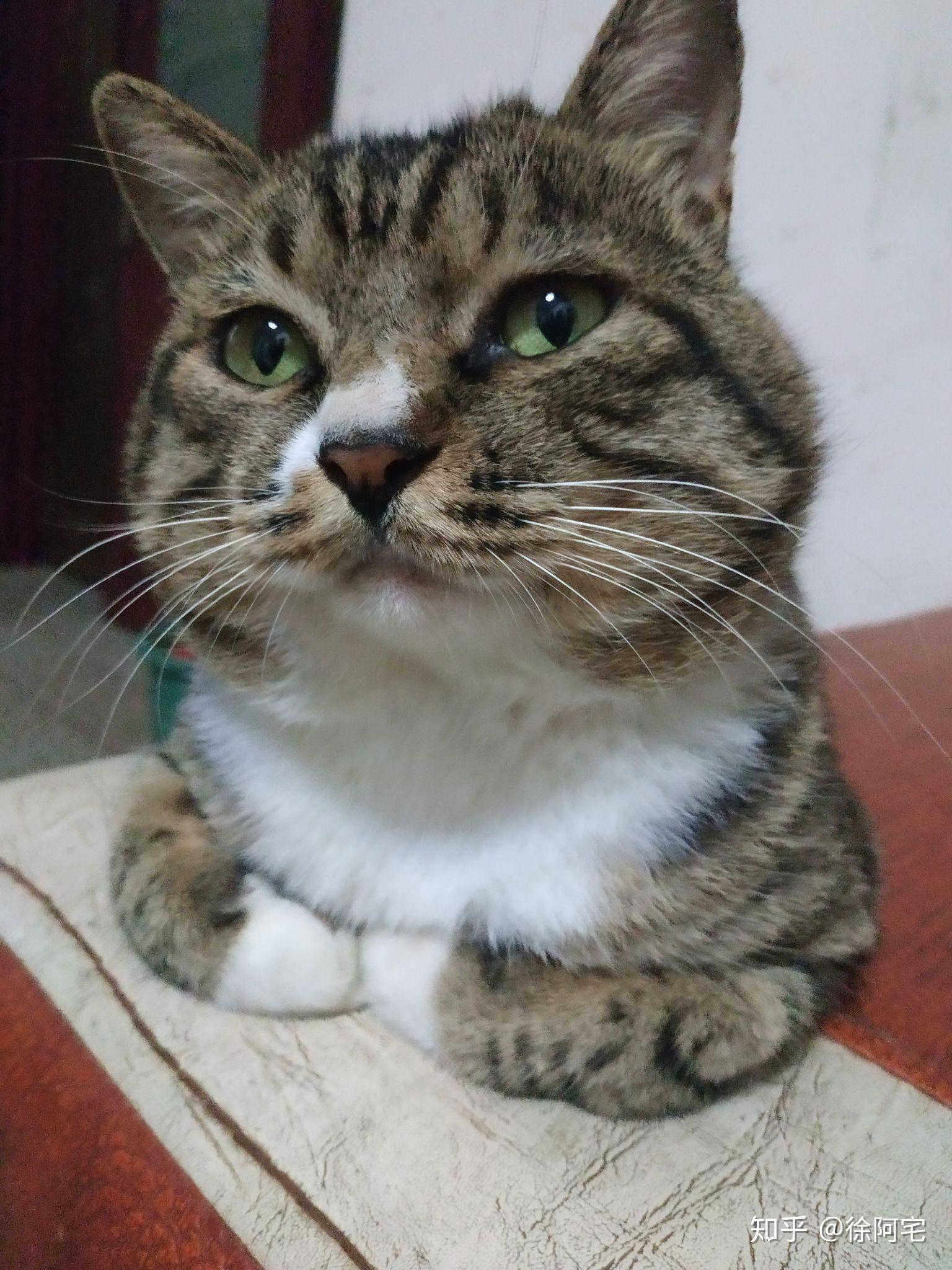 狸花猫好养吗?给主人的生活带来了什么变化?