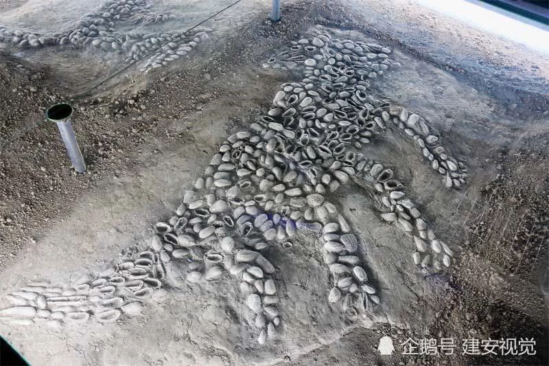 6500年前的星空圖——濮陽西水坡蚌塑龍虎圖