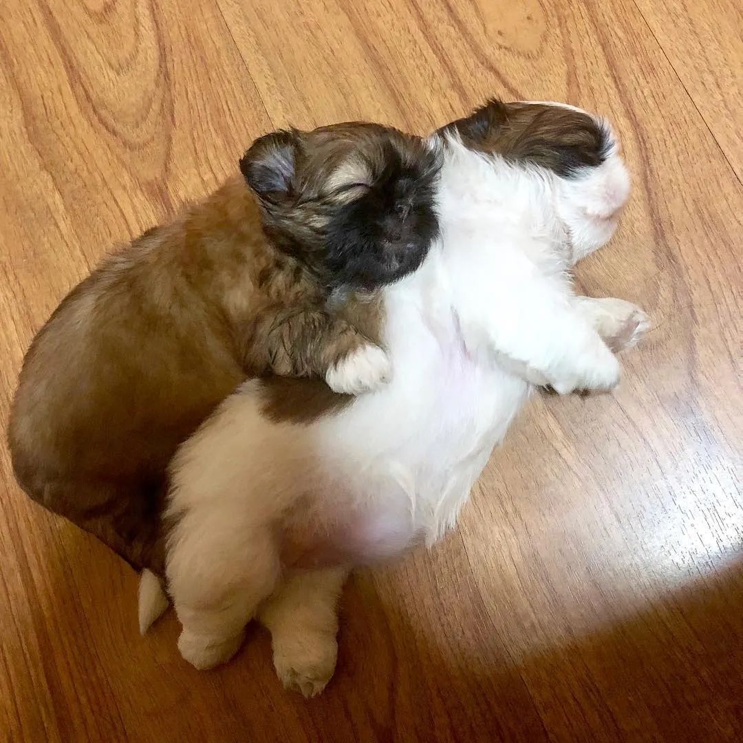 永恒存在温柔和善意所以才那么喜欢这只傻乎乎的小狗永远不敢卸下防备