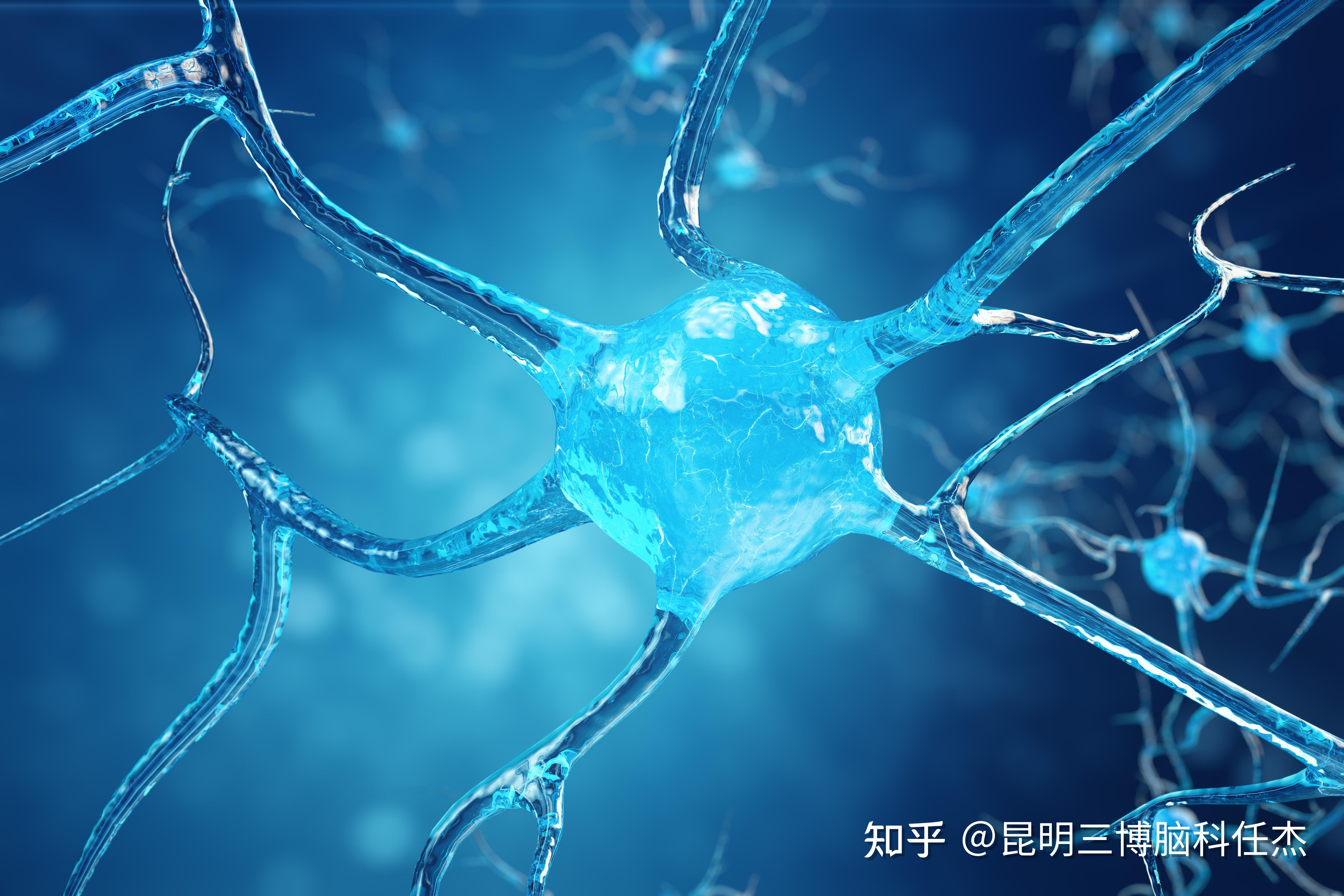 了解神经系统：交感神经和副交感神经之间的相互作用！ - 知乎