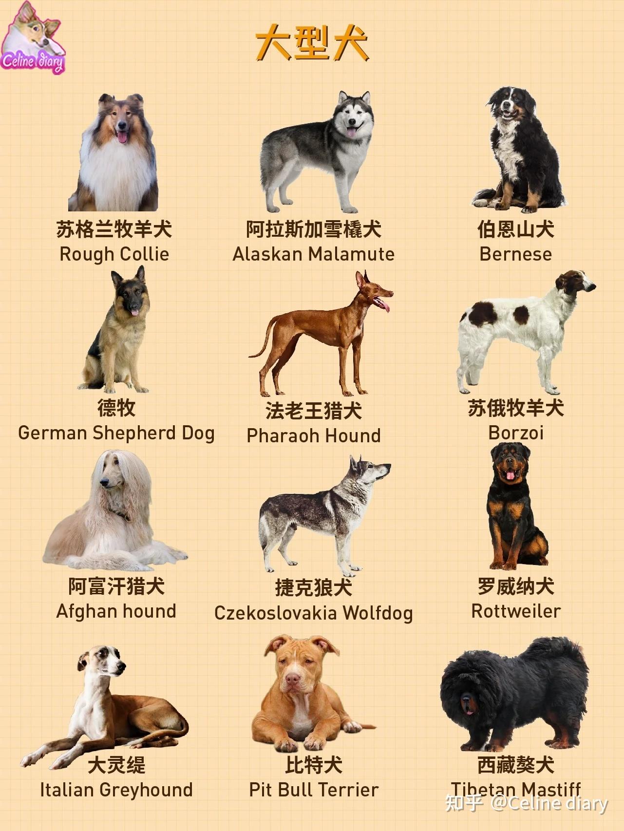 收藏 大中小型犬如何分类？看这一篇就够了 - 知乎