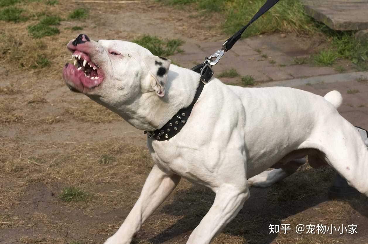 世界十大最凶悍名犬图片
