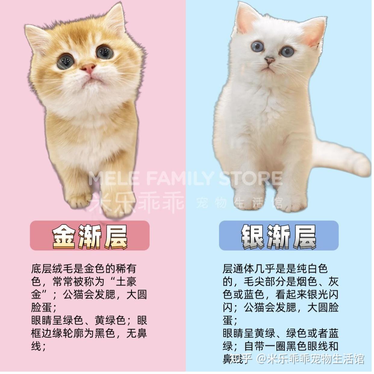 都好养的金渐层和银渐层怎么选 - 知乎