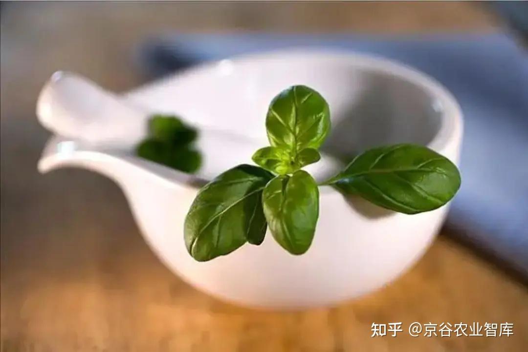 平平无奇的植株罗勒,凭什么能成为“帝王之草”? - 知乎