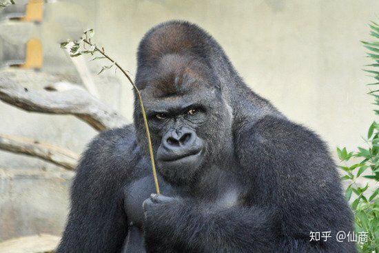 三年之约已到不装了我是猩猩王这三年连个香蕉都没有这动物园不待也罢