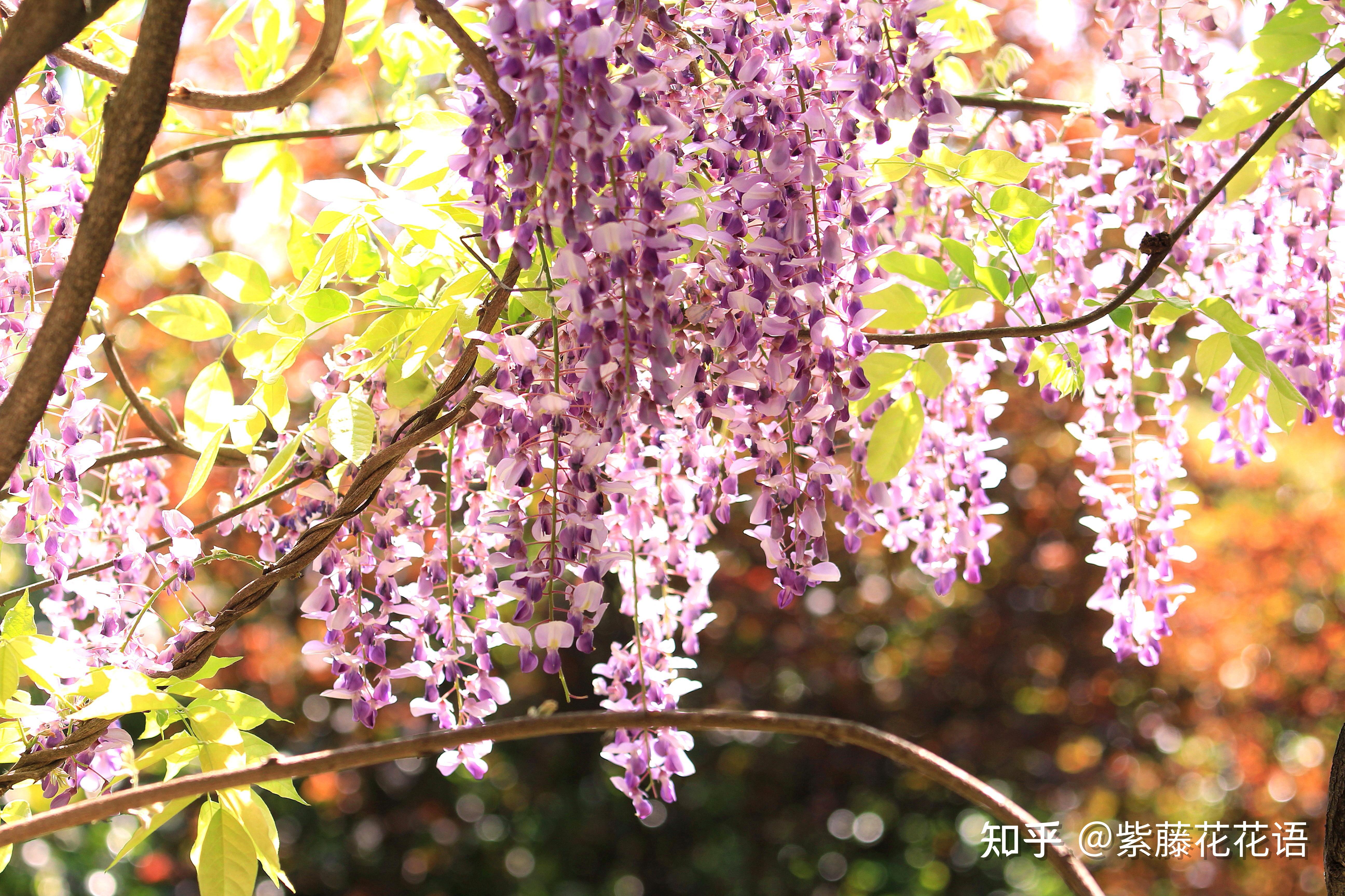 终于找到喜欢紫藤花的理由了