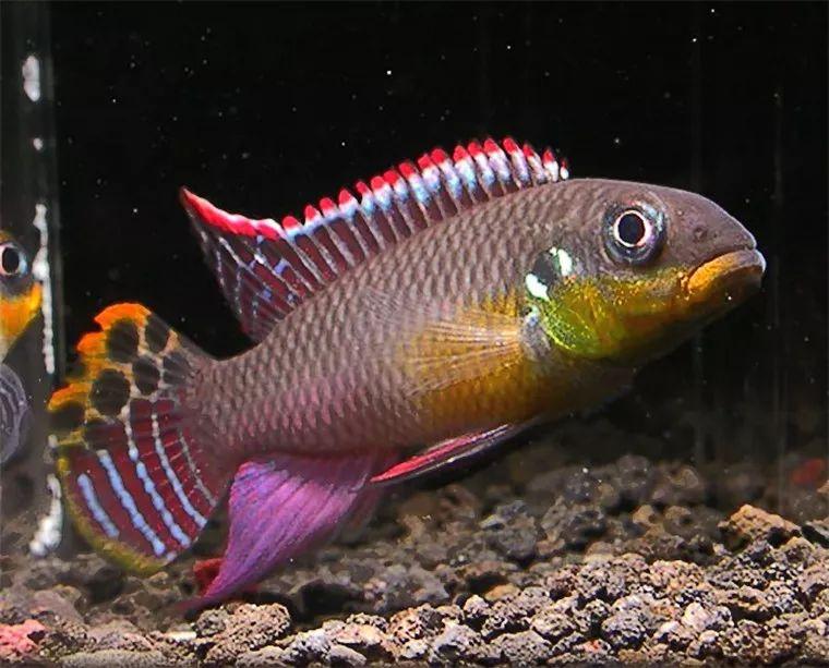 西非短鲷引进国内数量稀少价格贵一特点拉高颜值