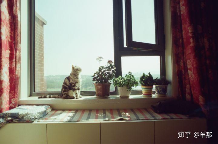 女朋友和猫之间选谁 我肯定选猫 知乎 女朋友和猫之间选谁 我肯定选猫 知乎