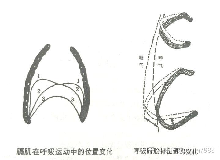 胸腹联合呼吸法是播音员主持人在工作时应该掌握的方法,这种方法是