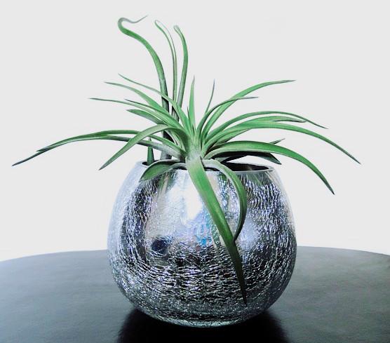 空气凤梨:真正的“懒人植物”,不需要土壤,比仙人掌还好养 - 知乎