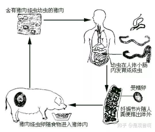 脾什么什么切成语_成语故事简笔画(4)