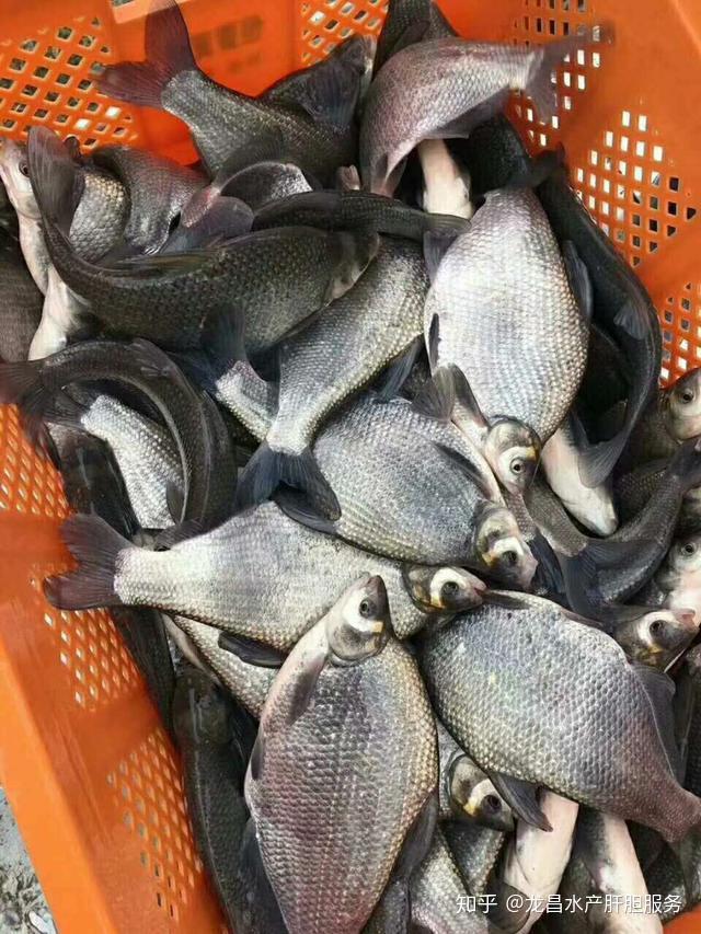 怎么养鱼长得好 v2-454357831bf33c9e59f3e2f7f2d89bb9_r.jpg