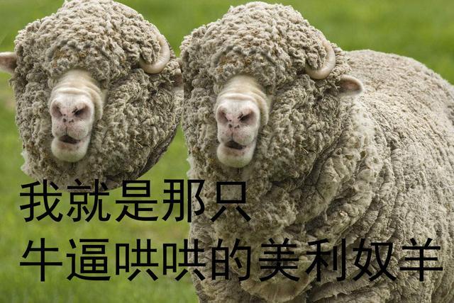 是因为这种羊毛产自澳大利亚,由于地理优势,澳大利亚羊毛成为国际上独