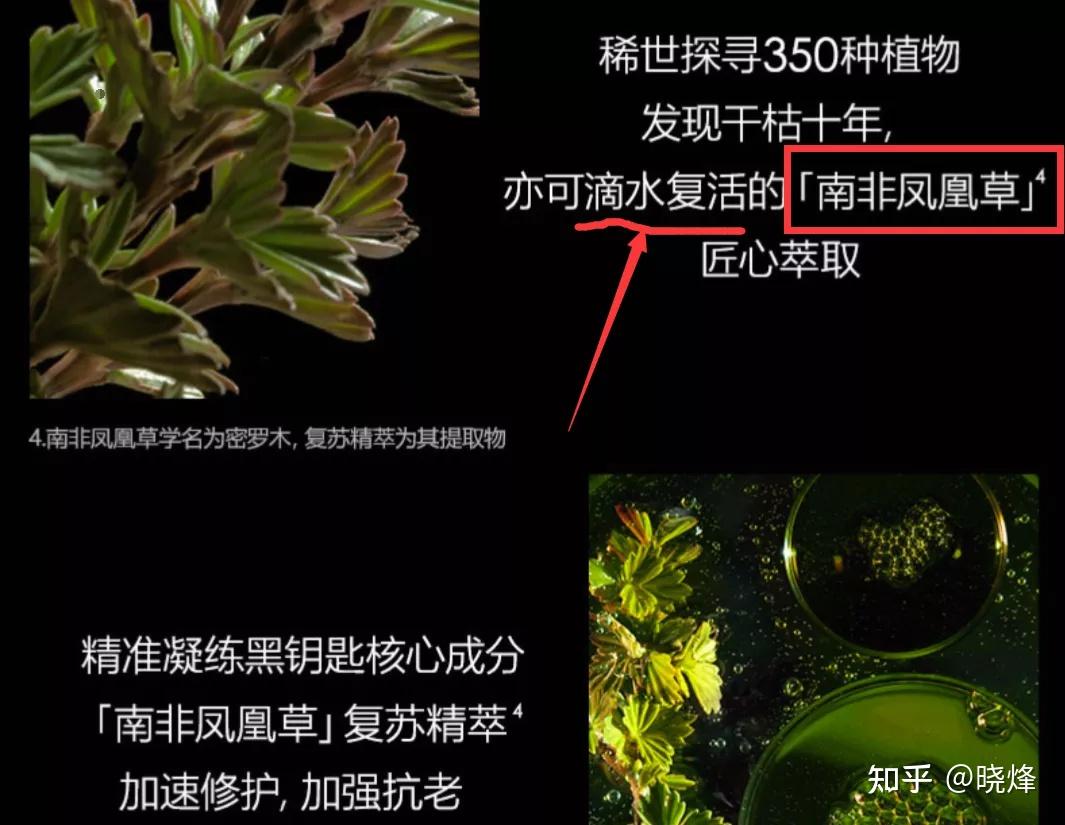 阿玛尼南非凤凰草图片