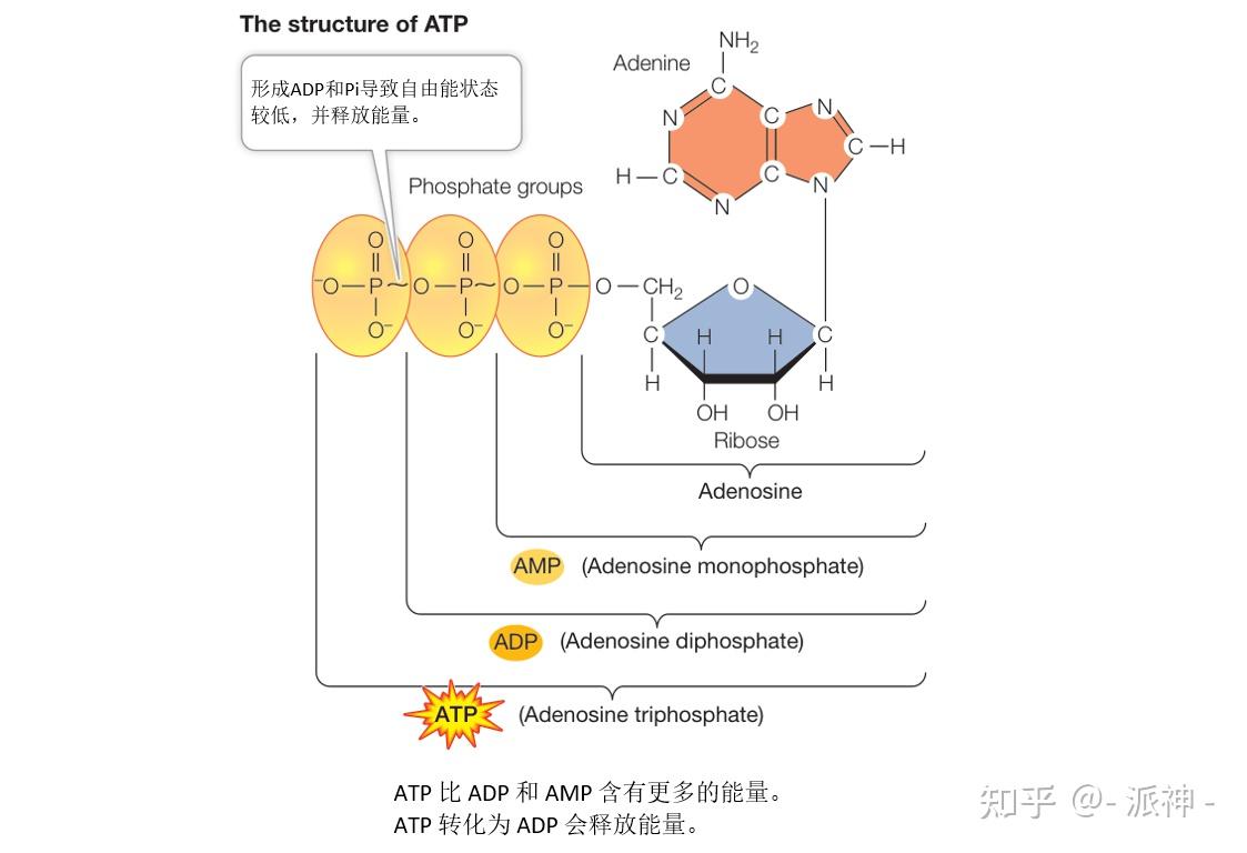 能量、酶和新陈代谢(2)：ATP 在生物化学能量学中扮演关键角色- 知乎