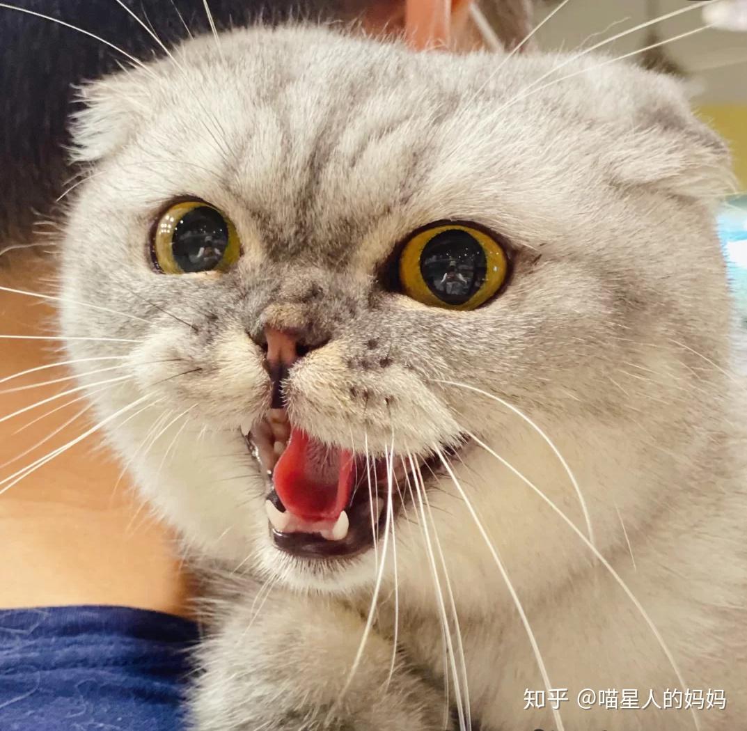 猫应激反应后果有多严重? - 知乎