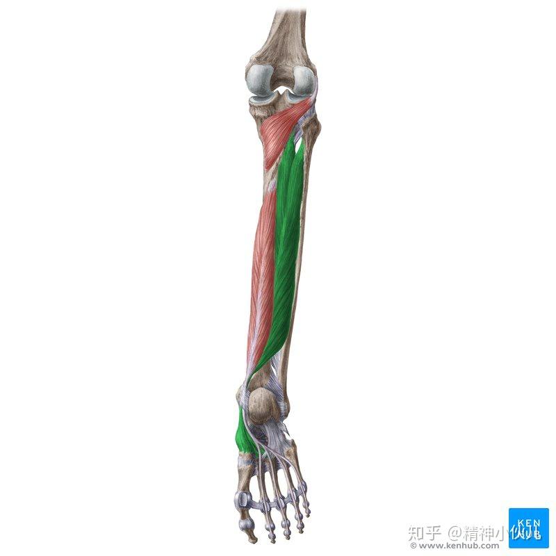 肌起端:小腿骨间膜上2/3及邻近的胫腓骨后面肌止端:舟骨粗隆及三块楔