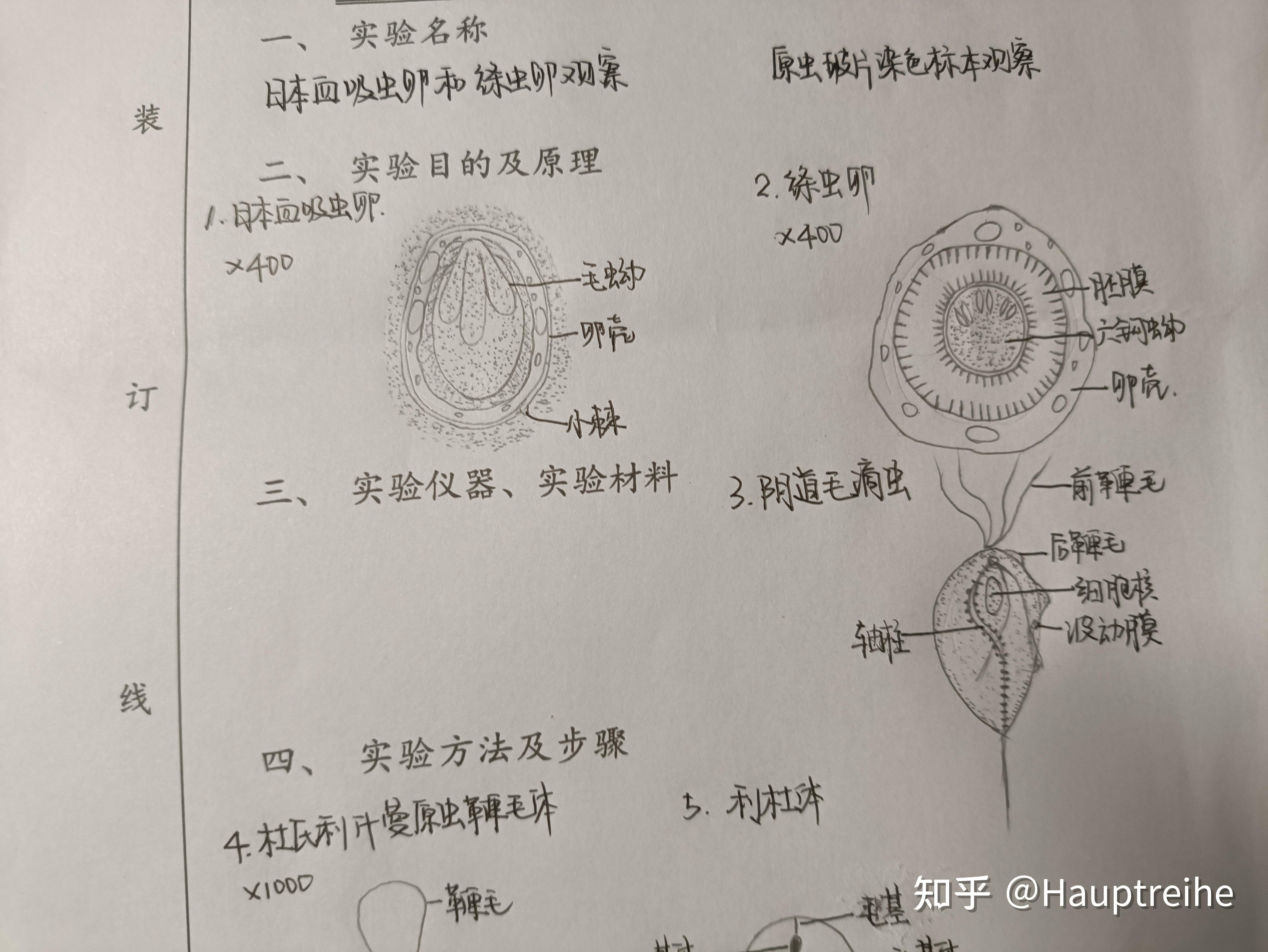 杜氏利什曼原虫鞭毛体&利杜体间日疟原虫红内期