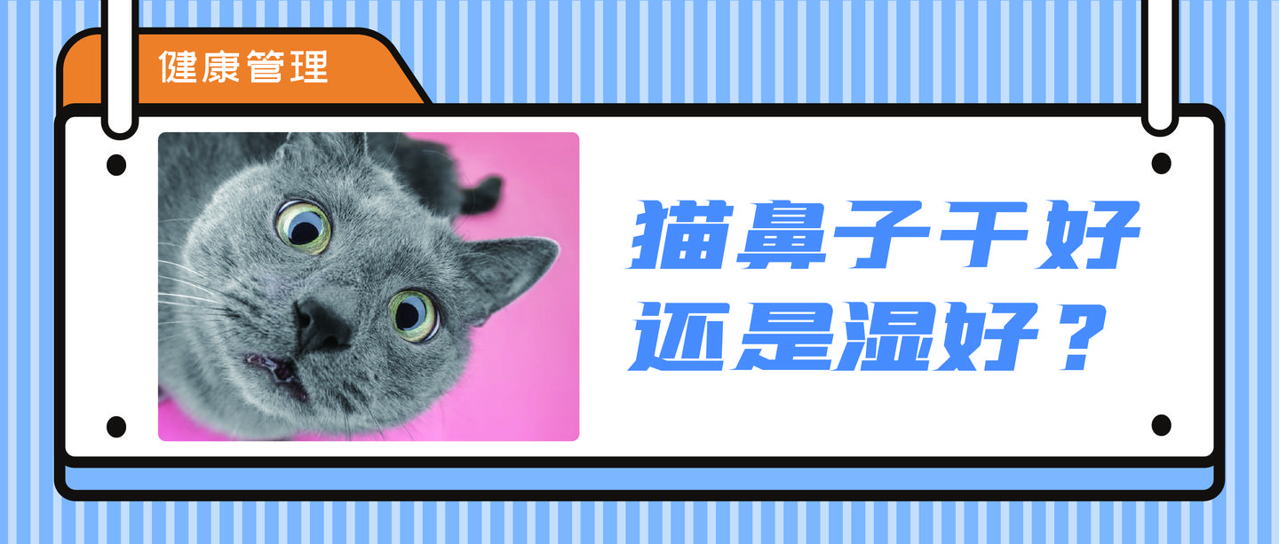 干鼻头or湿鼻头？猫咪鼻子怎样才是健康的？ - 知乎