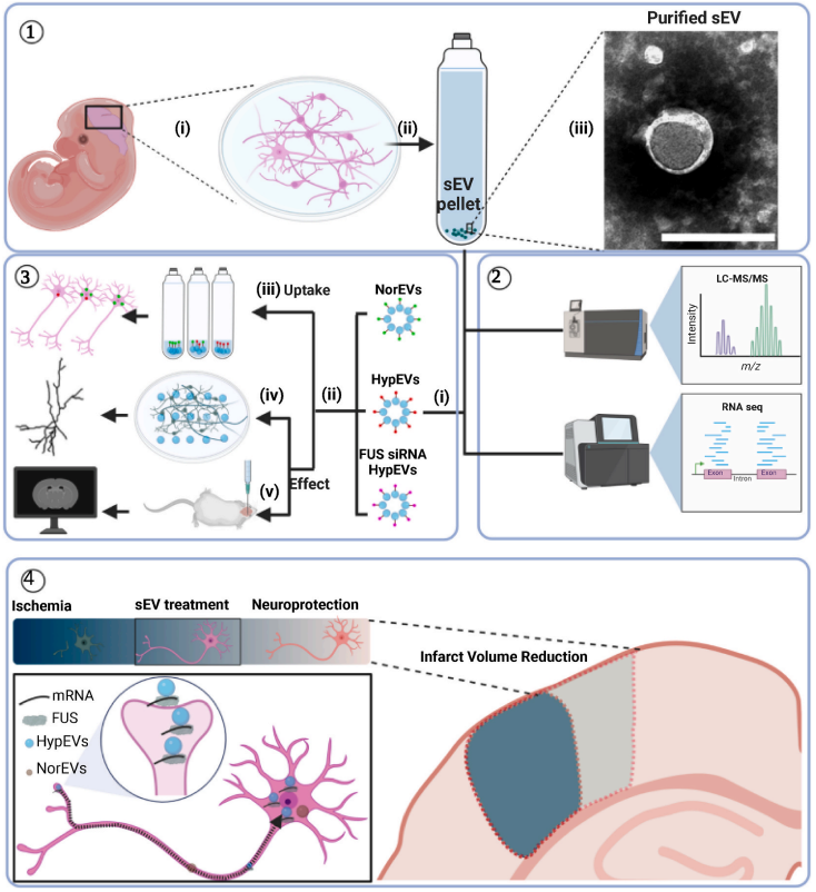 Bioactive Materials｜徐安定/逯丹/麦鸿成团队聚焦缺氧神经元小细胞外囊泡取得新突破 - 知乎