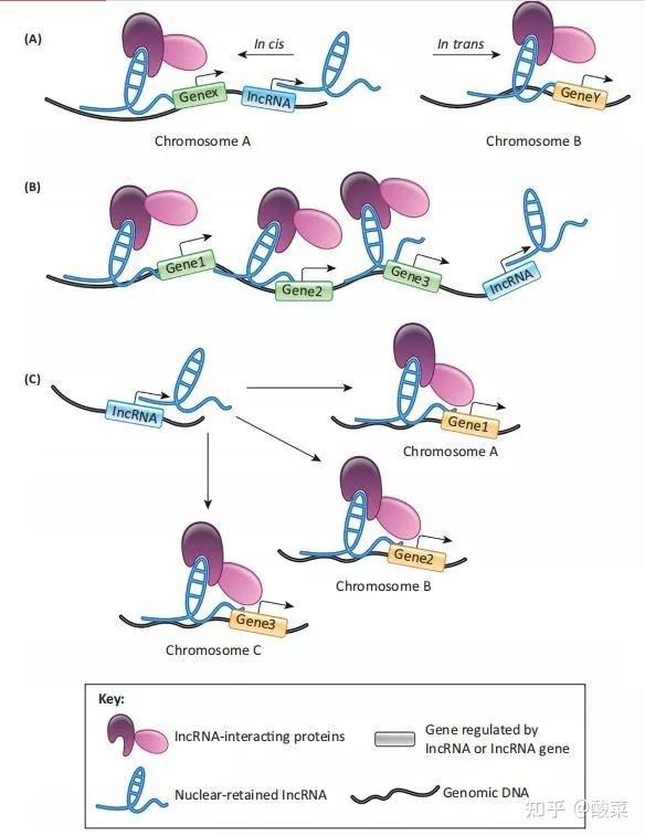 LncRNA信息检索数据库使用教程，手把手教你操作使用 - 知乎