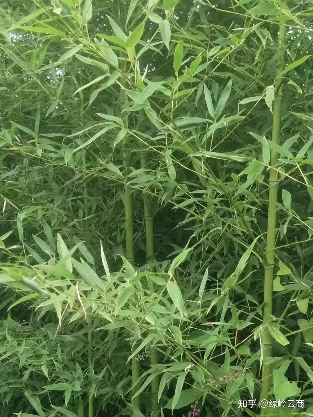 39种《常绿》园林绿化植物汇总! - 知乎
