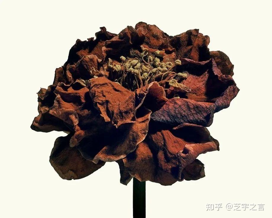 你需要了解这些抗老知识~ - 知乎