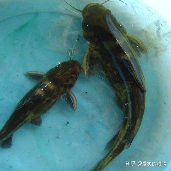 主要分散在兩湖兩廣等地區,黃顙魚的營養價值非常高.