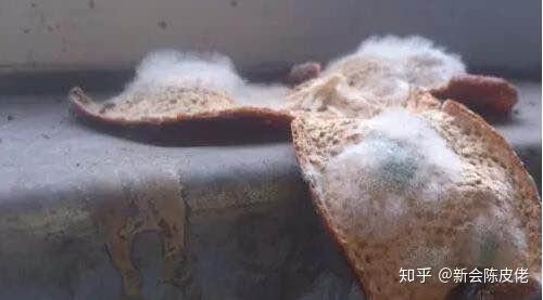 新会陈皮怎么样 v2-459851ebdc7a71d24baa40ce66d4e7d5_r.jpg