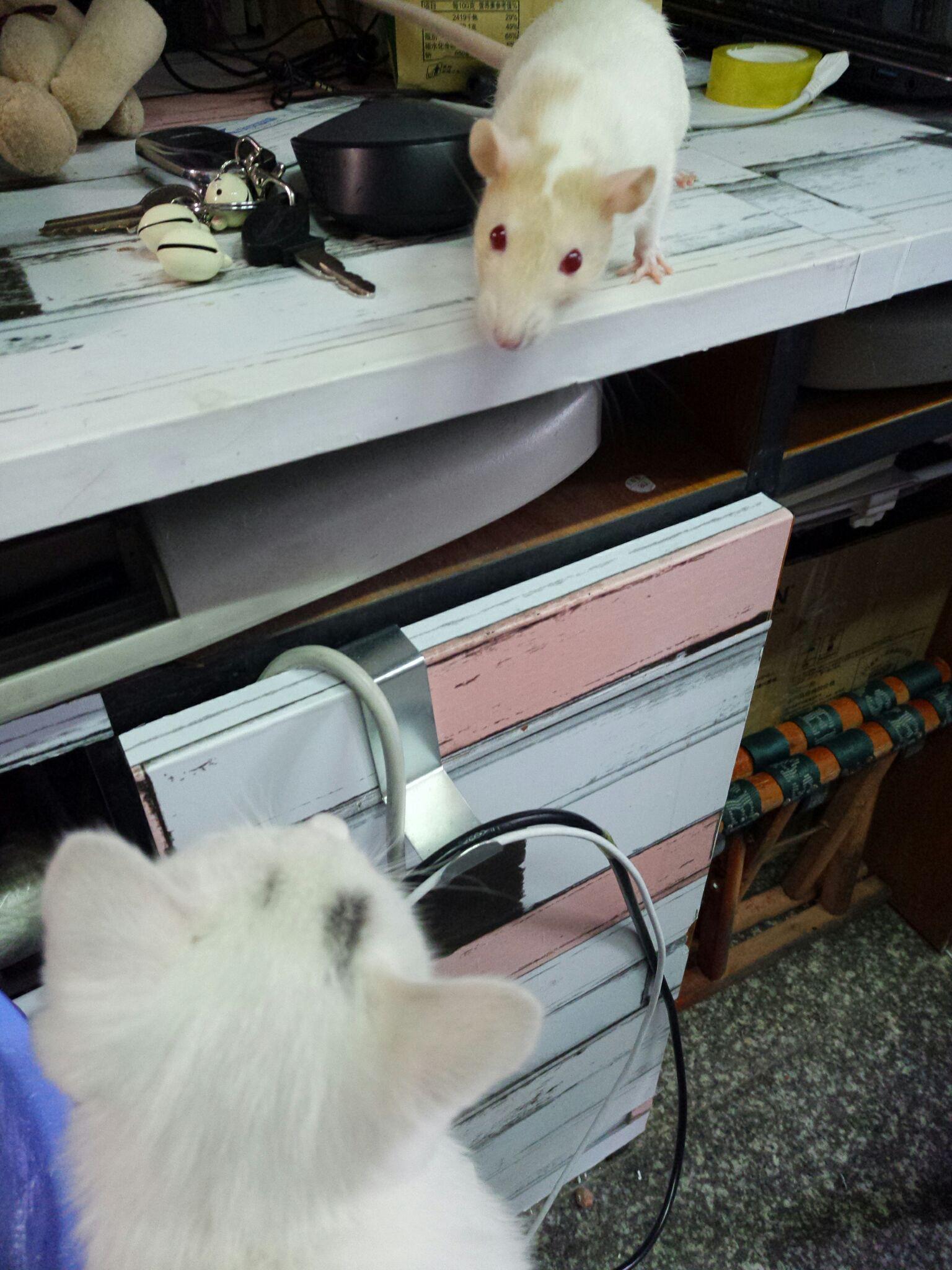 怎么养花枝鼠呢 v2-459880a9b7d5cbddfc486422e2cc9899_r.jpg