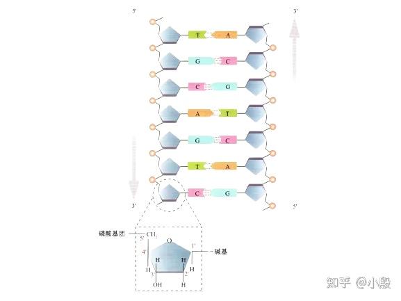 DNA与RNA:遗传信息的守护者与传递者 - 知乎