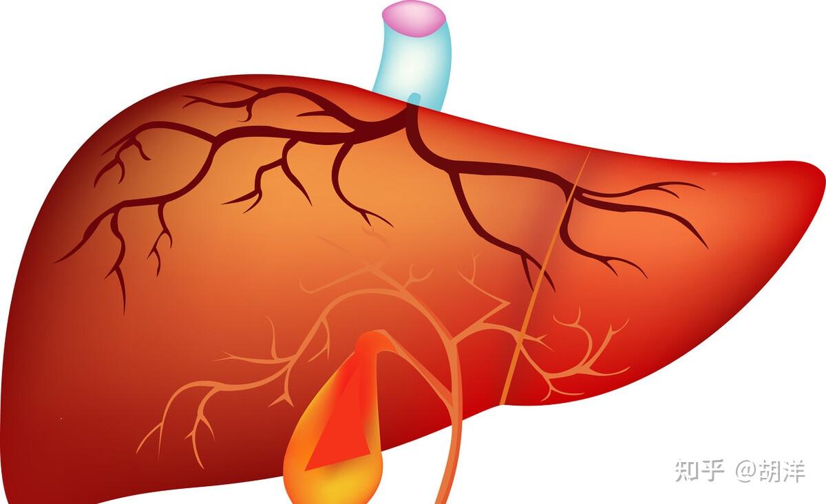 肝功能的指标那么多，医生告诉你每项都代表什么意思- 知乎
