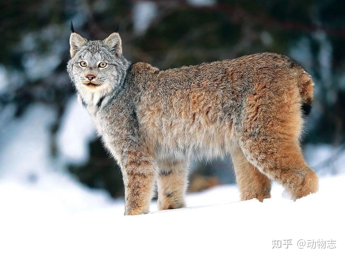 小渔貂爆头大一倍的猞猁,鼬科真的比猫科强吗? - 知乎
